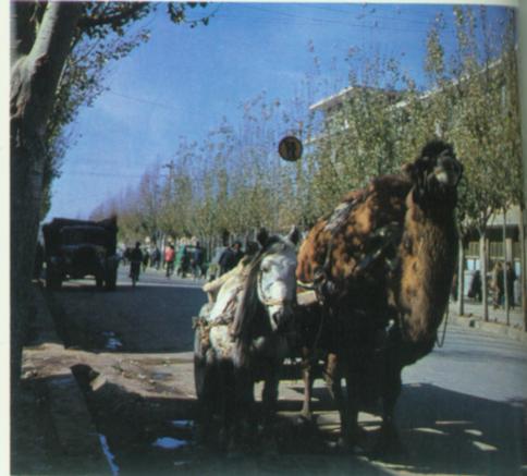 酒泉街头风景。.jpg
