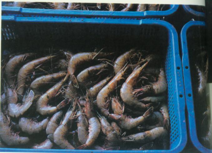 美味的海产.jpg