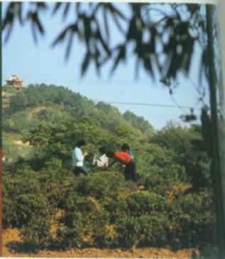 君山针园.jpg