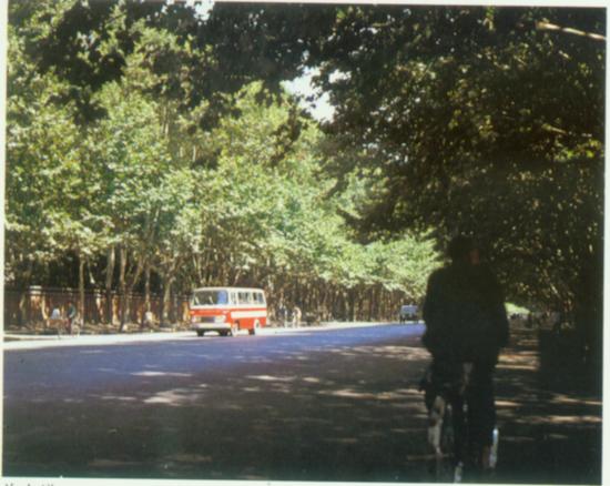 林荫道（郑州）.jpg