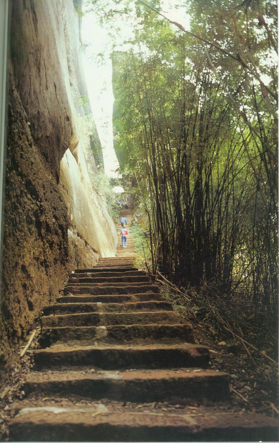 南国竹林.jpg