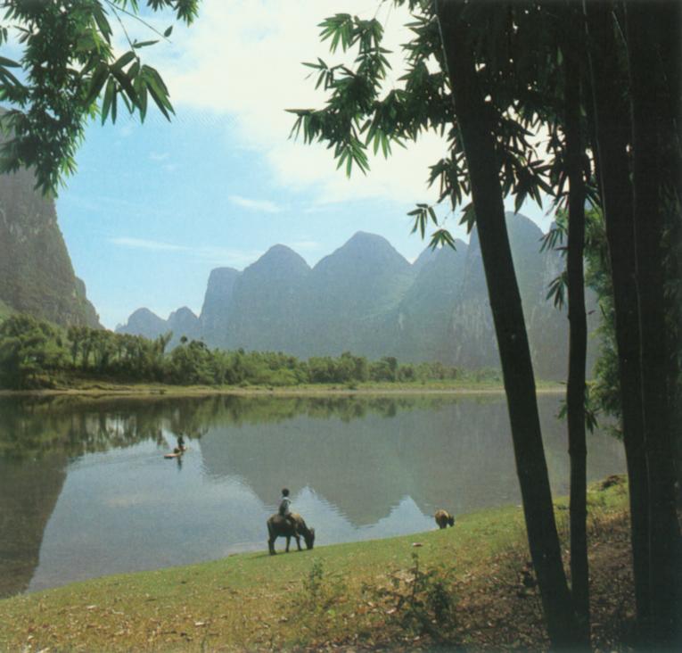 杨堤.jpg