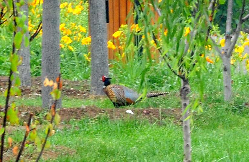 DSC_9723.jpg