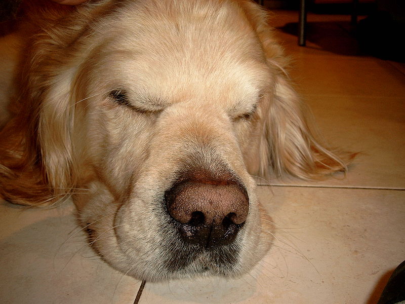 800px-Vasco_van_de_Lochtergoldens_18_II_2003.jpg