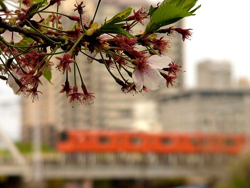 桜ノ宮２００８春　１０.jpg