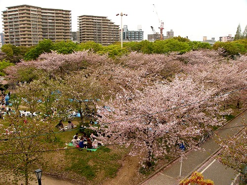桜ノ宮２００８春　２.jpg