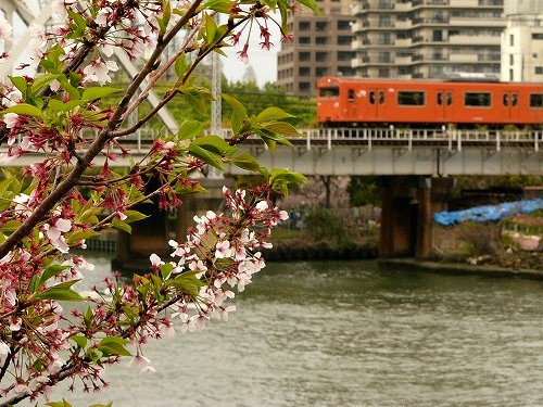桜ノ宮２００８春　６.jpg