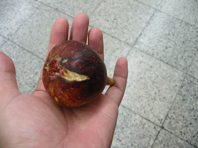 japan036.jpg