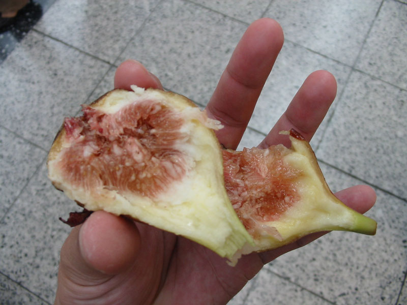 japan037.jpg