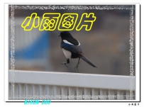 4月15号守候老SS9 、最后送别白猫、T11