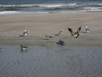 FCRD与Fernandina Beach, FL