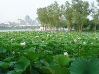 北京西站（莲花池公园西岸）