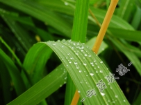 雨中京秦，猪头再现