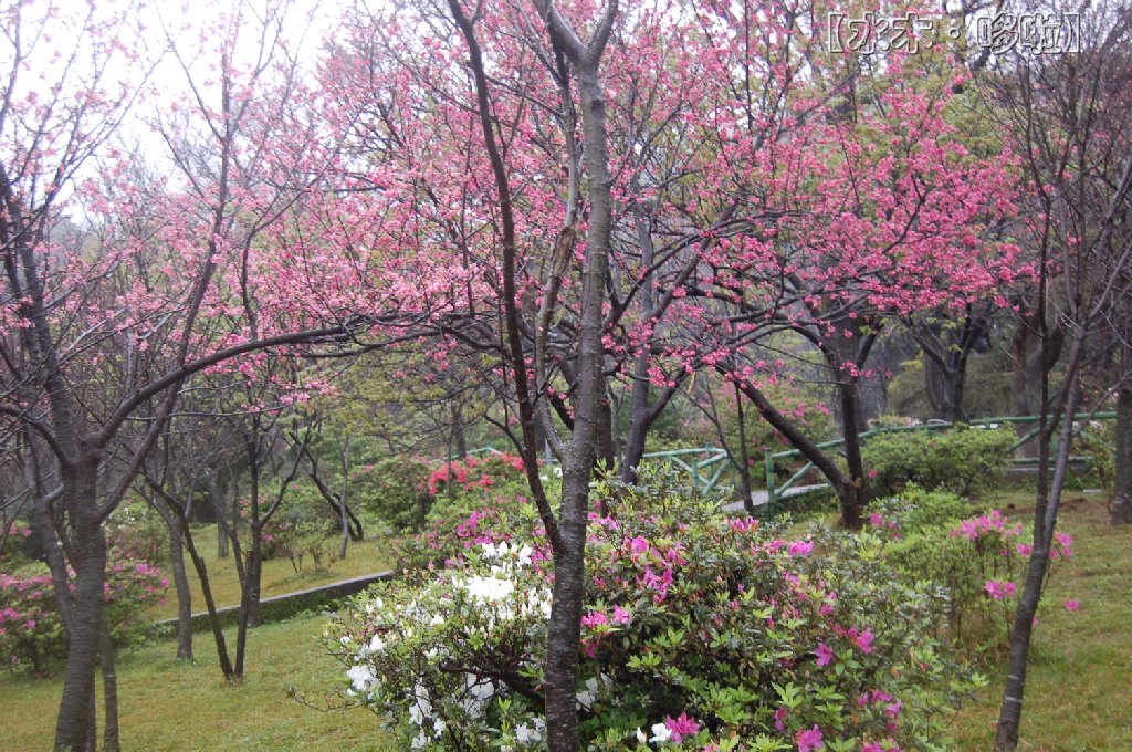 台北阳明山9.jpg
