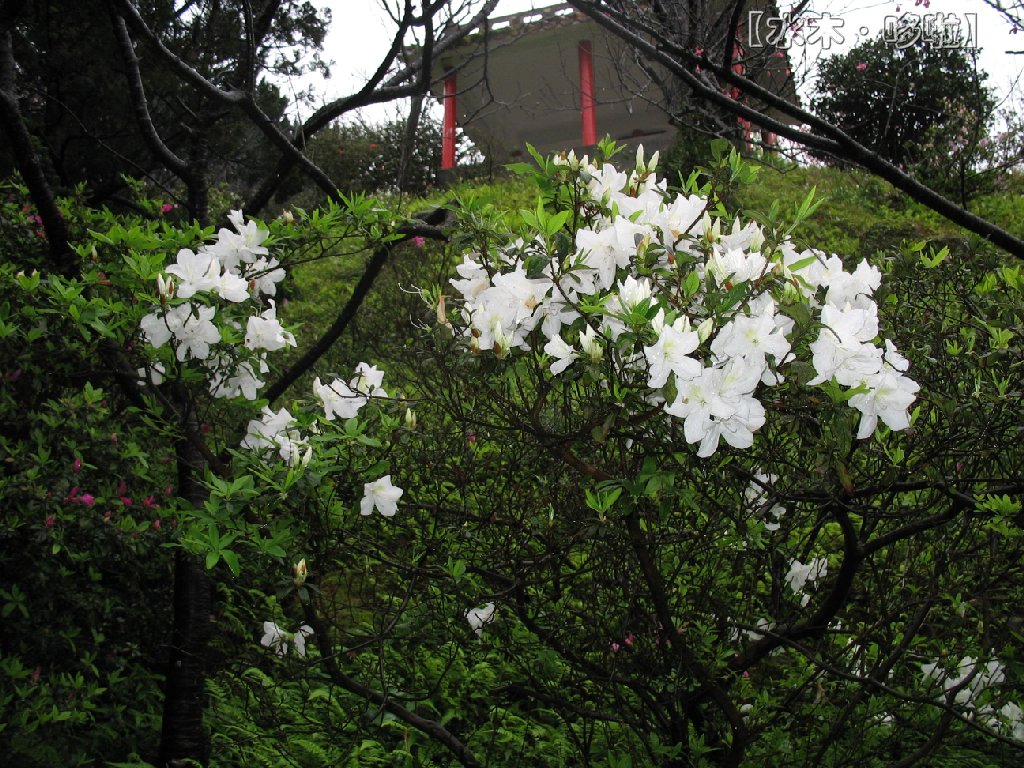 台北阳明山5.jpg